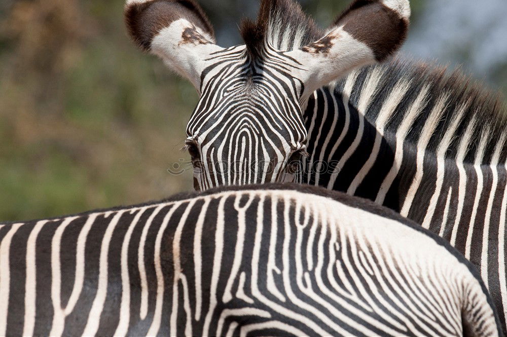 Similar – Zebra close-up eye Animal