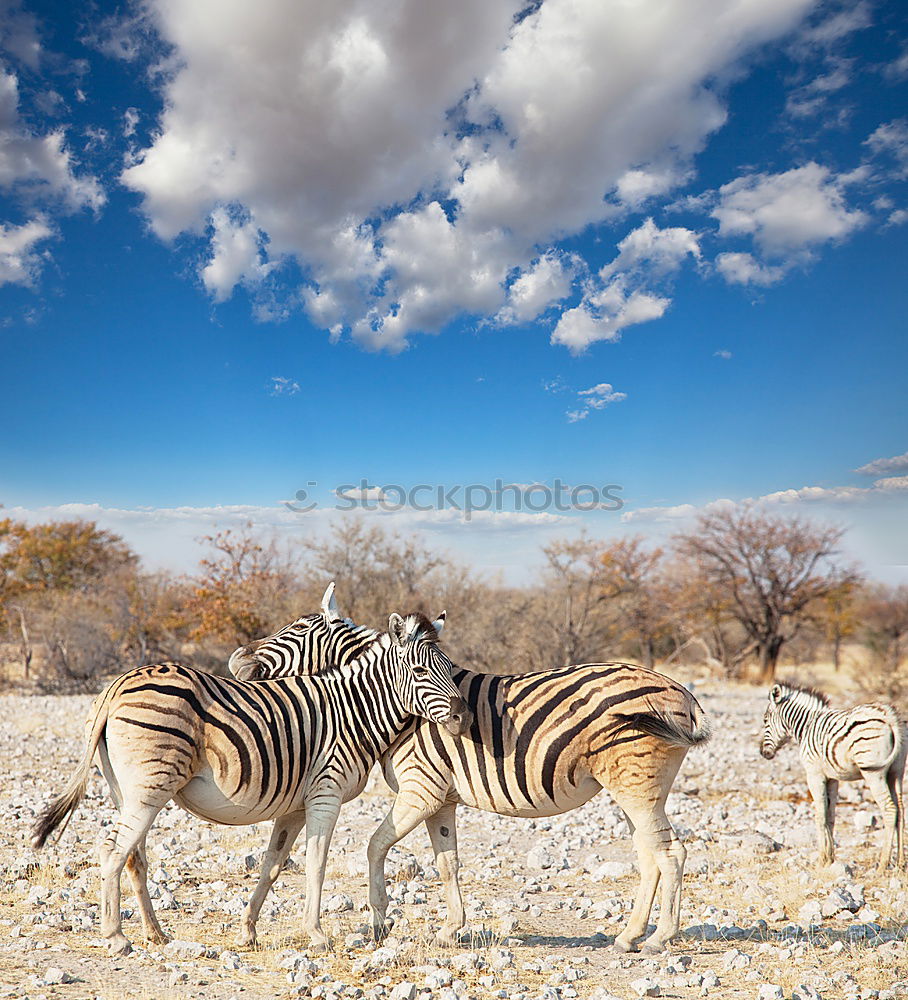 Similar – zebras Wild animal 3