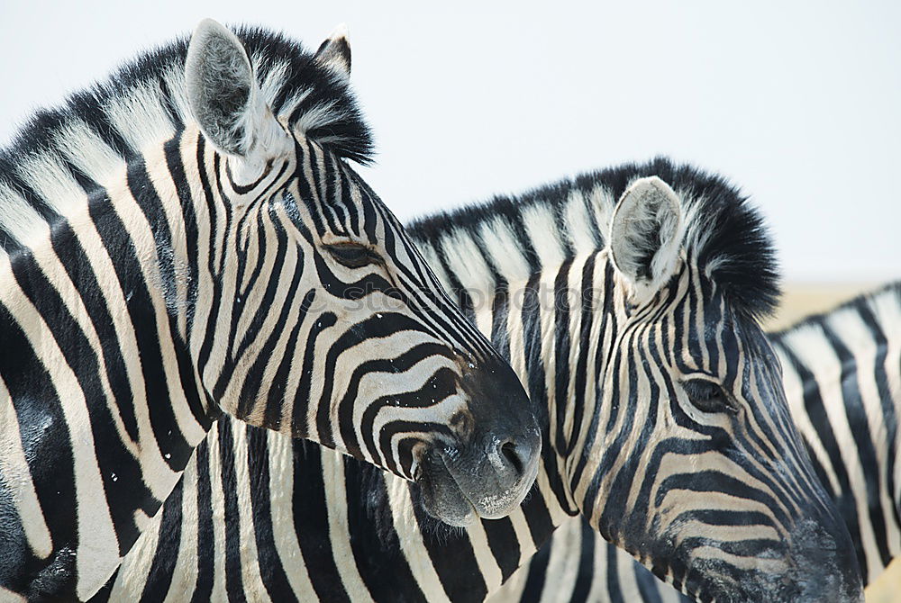 Similar – Zebras standing together 2