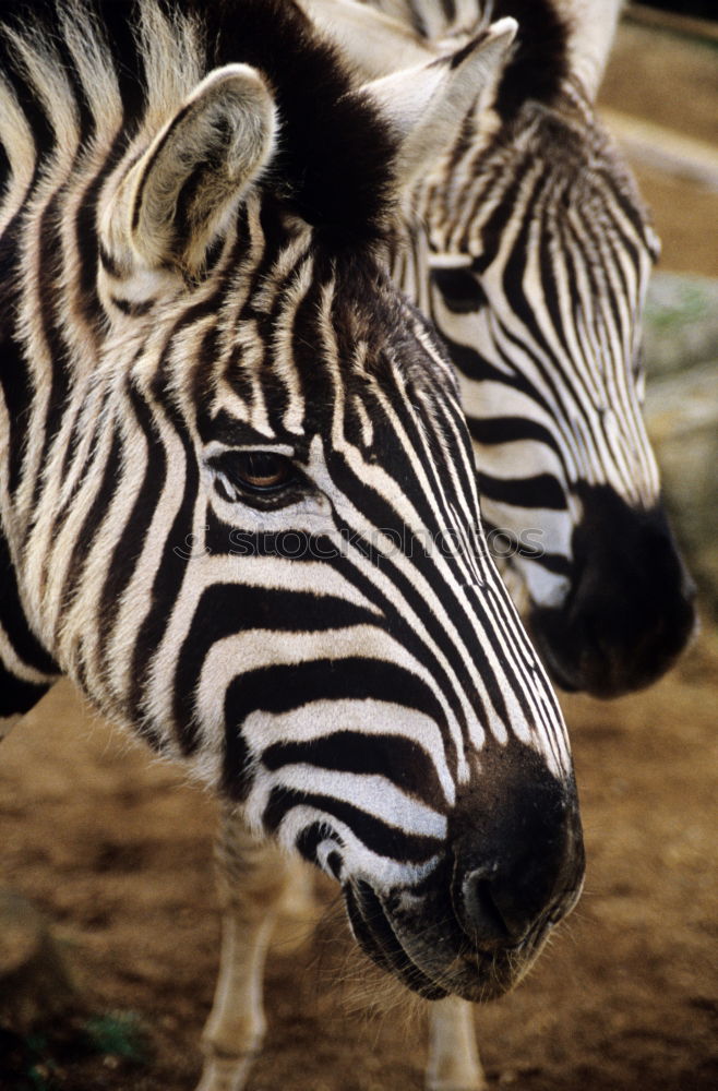 Similar – Wie macht das Zebra ?