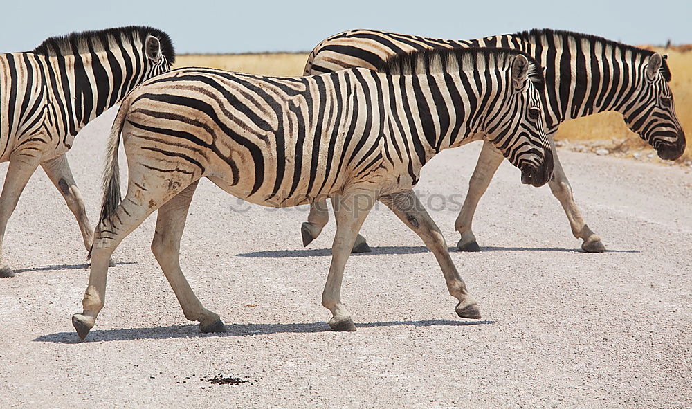 Similar – Foto Bild Knackarsch Afrika Namibia