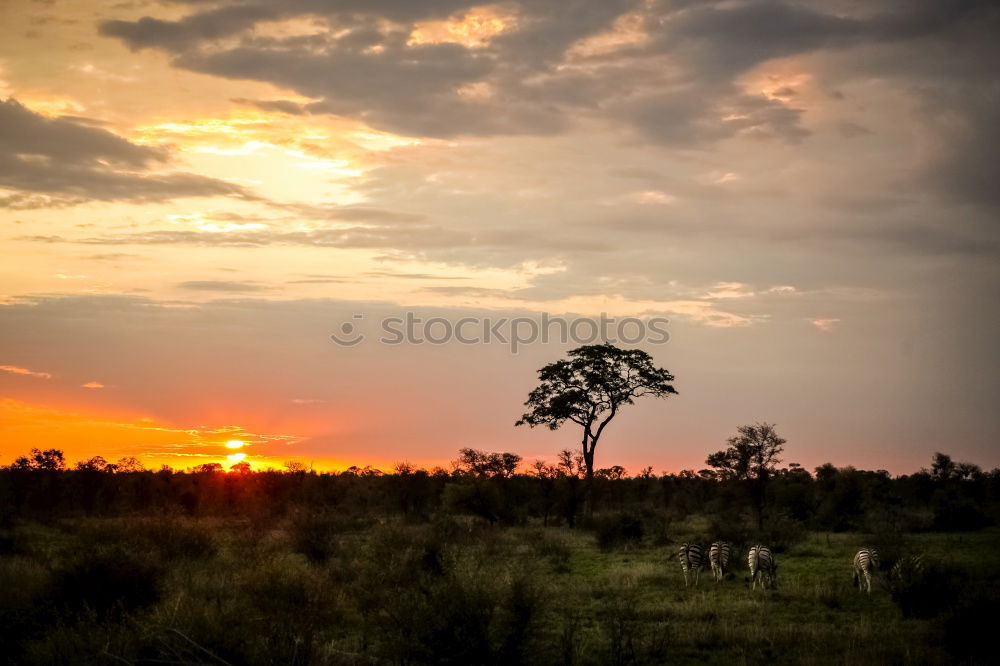 Similar – Image, Stock Photo Kalahari Sunset