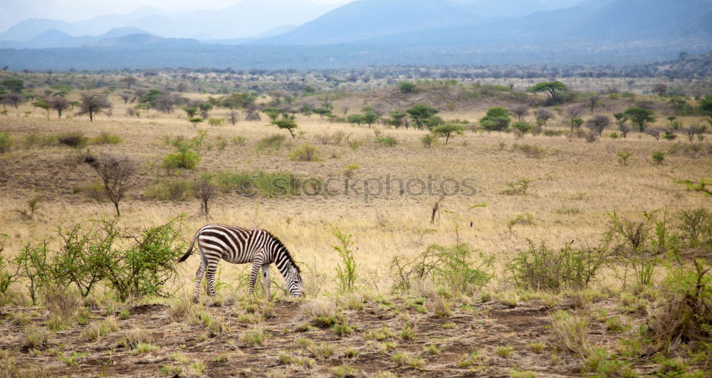 Similar – Image, Stock Photo Oryx in the shade!!!