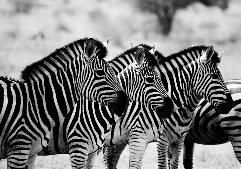 Similar – zebras Zebra In pairs