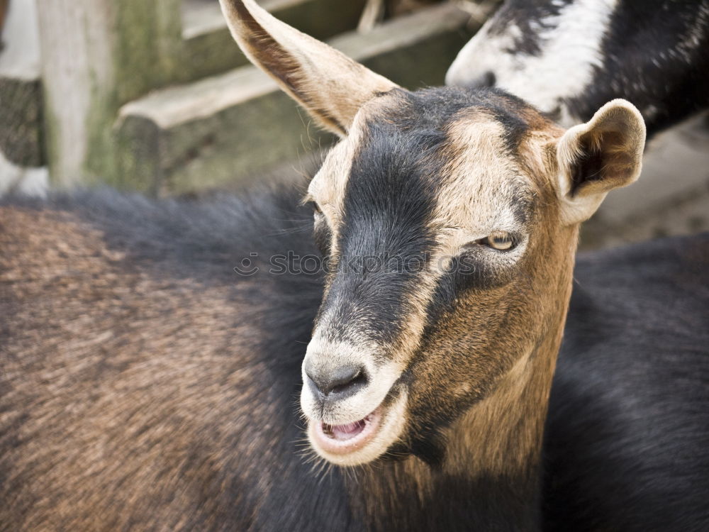 Similar – Image, Stock Photo Thuringia, forest goat, endangered, endangered, goat race,