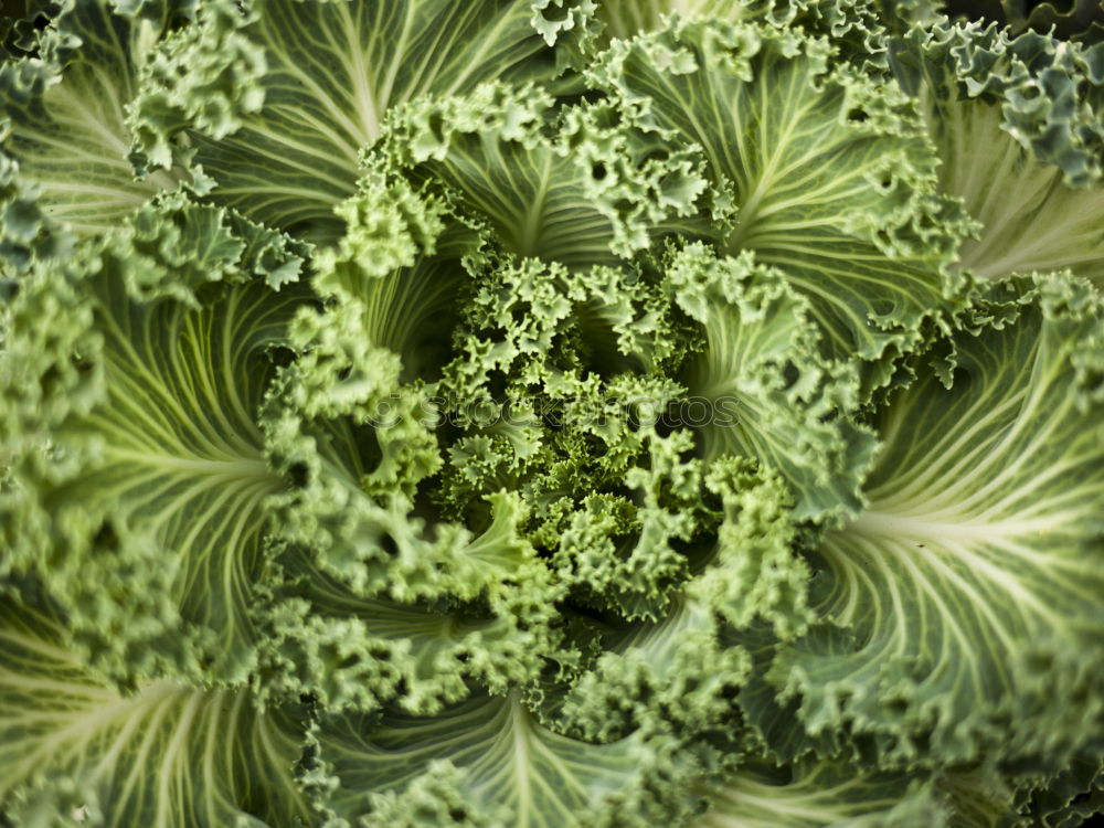 Similar – savoy cabbage