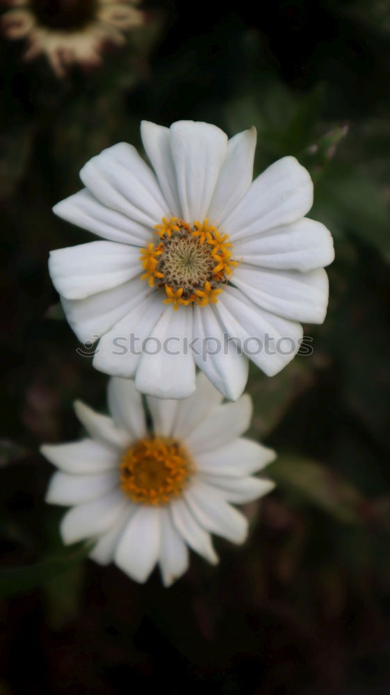 Similar – Image, Stock Photo everyone’s flower Plant