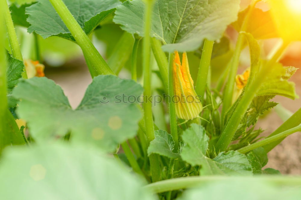 Similar – Image, Stock Photo urban gardening bio zucchini