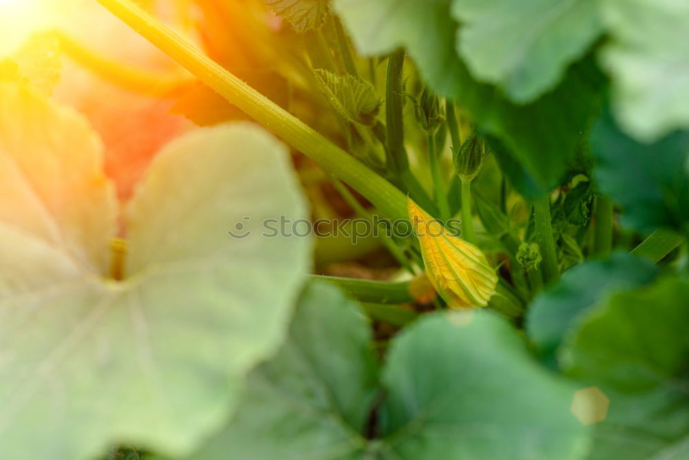 Similar – Image, Stock Photo Leaf spinach fresh from the field ripe for harvesting