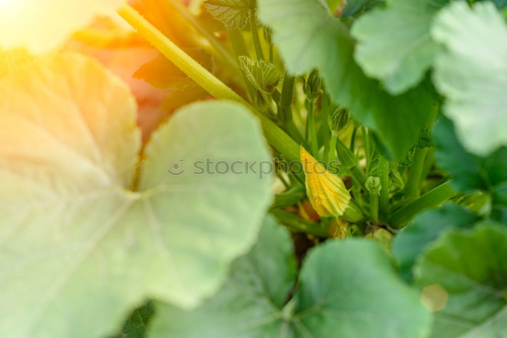 Similar – Image, Stock Photo Leaf spinach fresh from the field ripe for harvesting