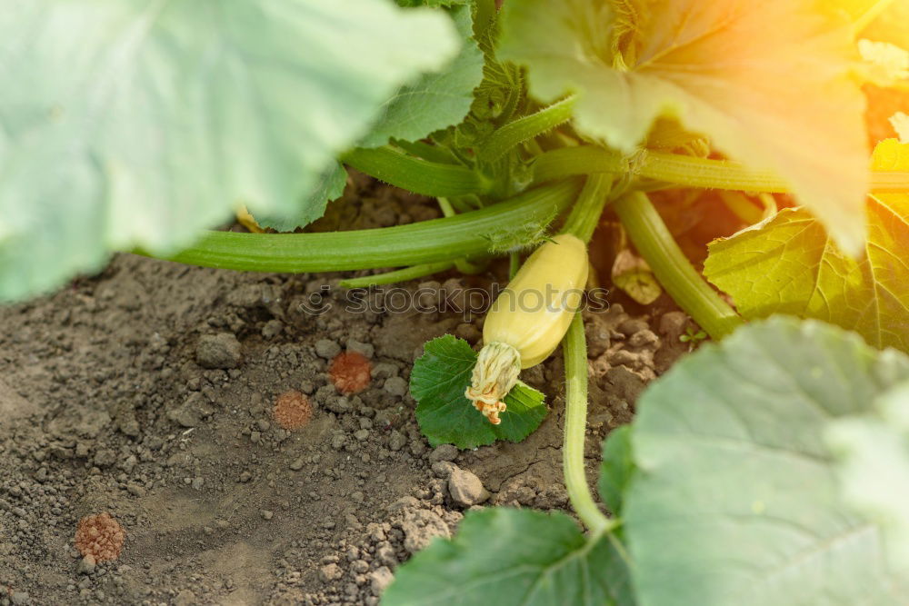 Similar – Image, Stock Photo Hand holding fresh potatoes