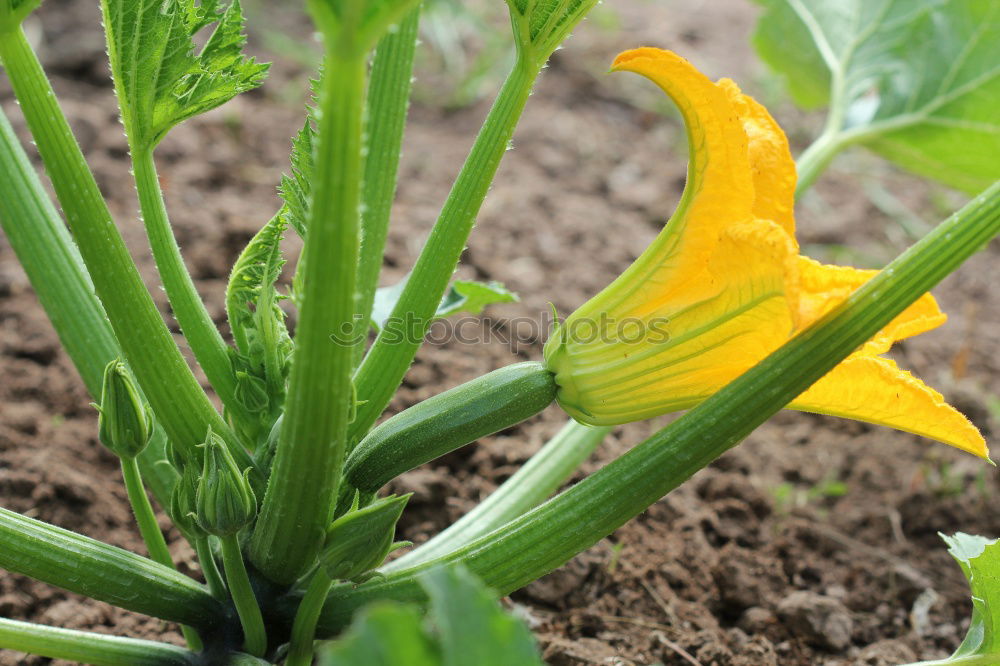 Similar – Image, Stock Photo urban gardening bio zucchini