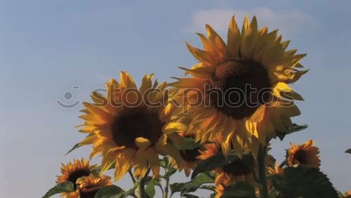 Similar – Foto Bild Herbstblüten Sommer