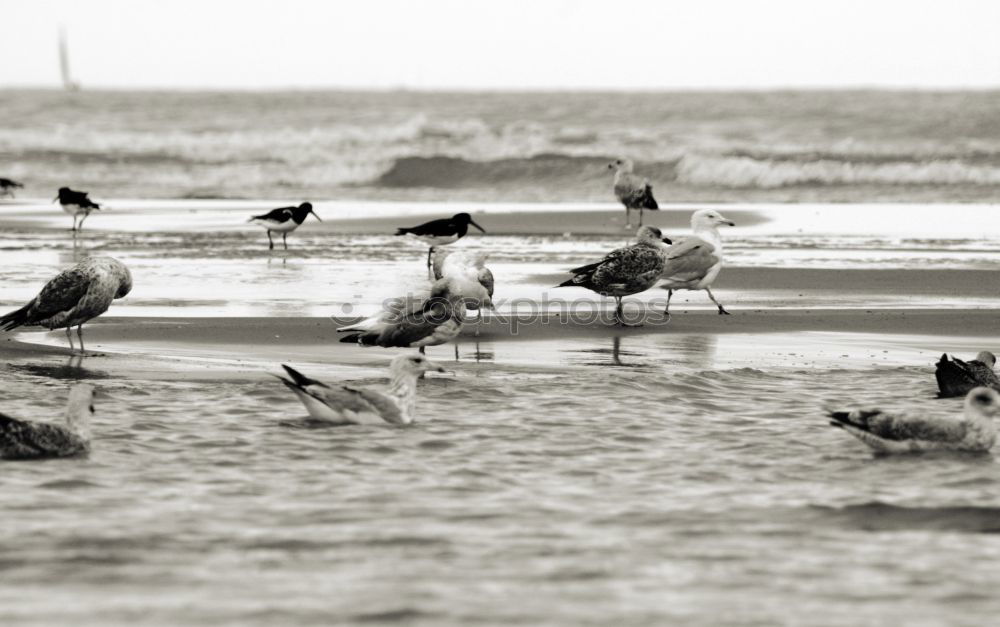 Fisheries in Vieira Leiria 17