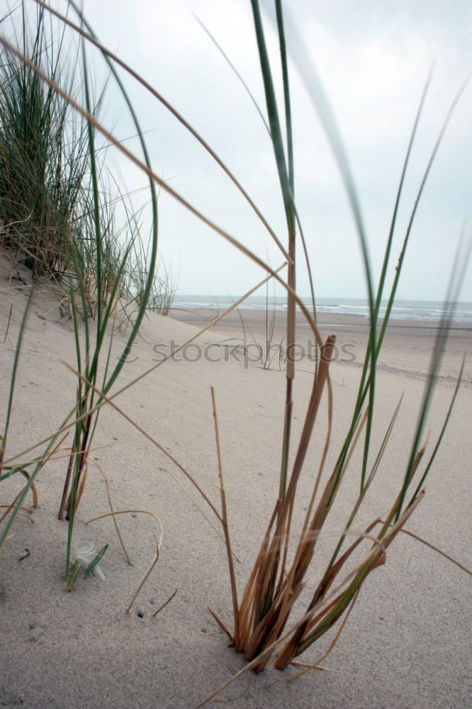 beach grass Environment