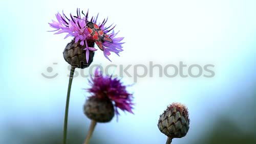 Similar – Foto Bild Lila Puschelblume violett