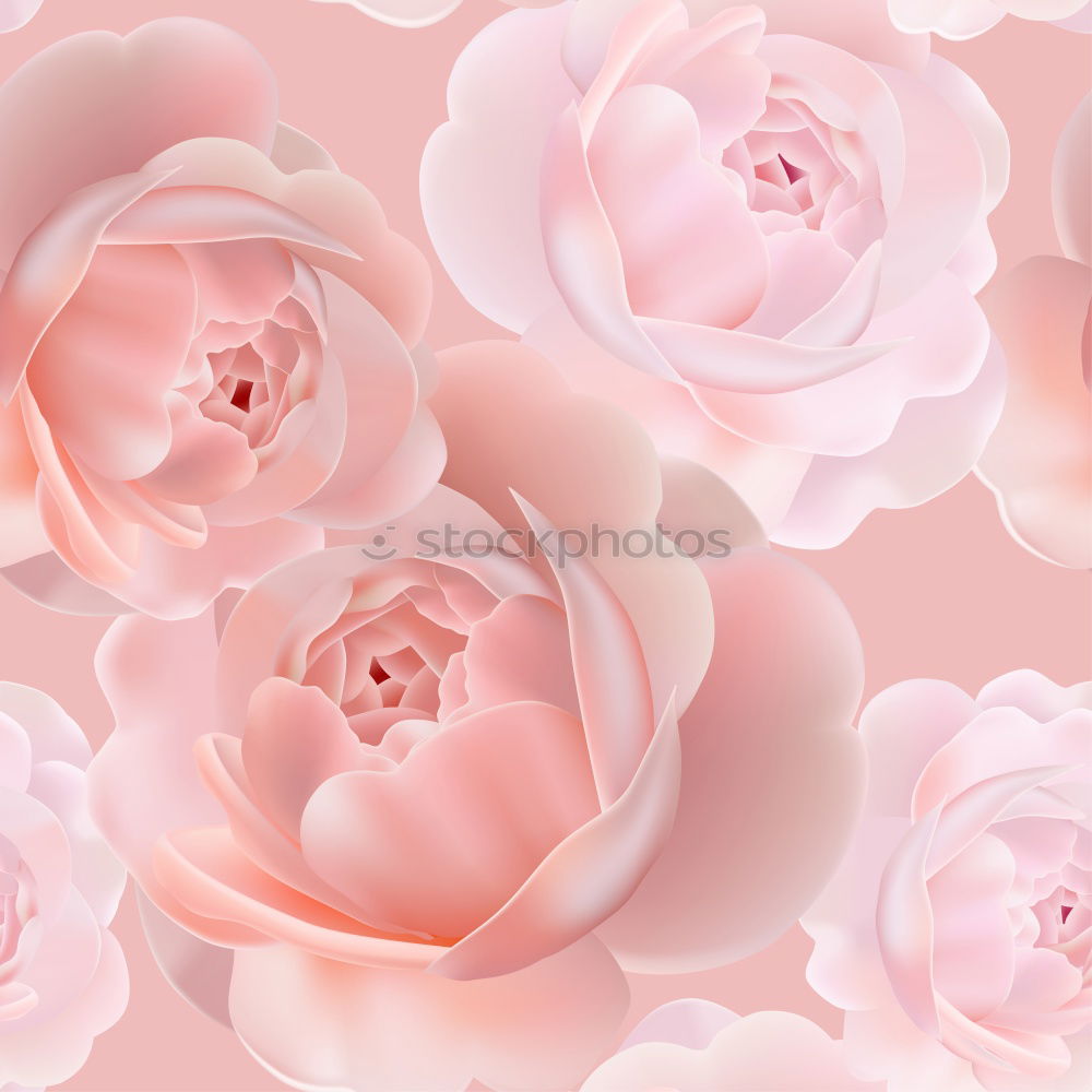 Similar – Image, Stock Photo White flower on pastel pink background