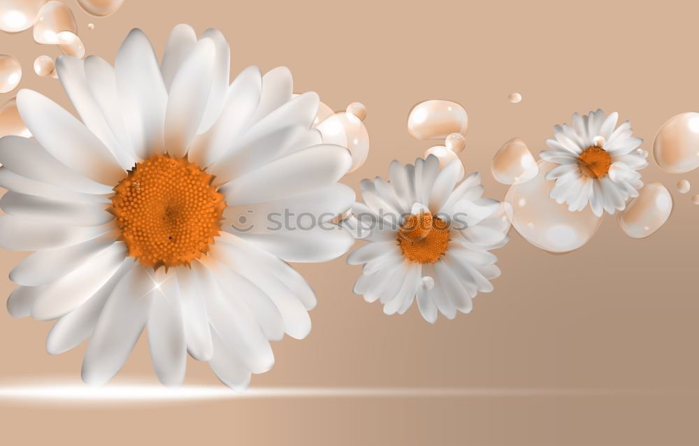 Similar – daisy Gänseblümchen Blume