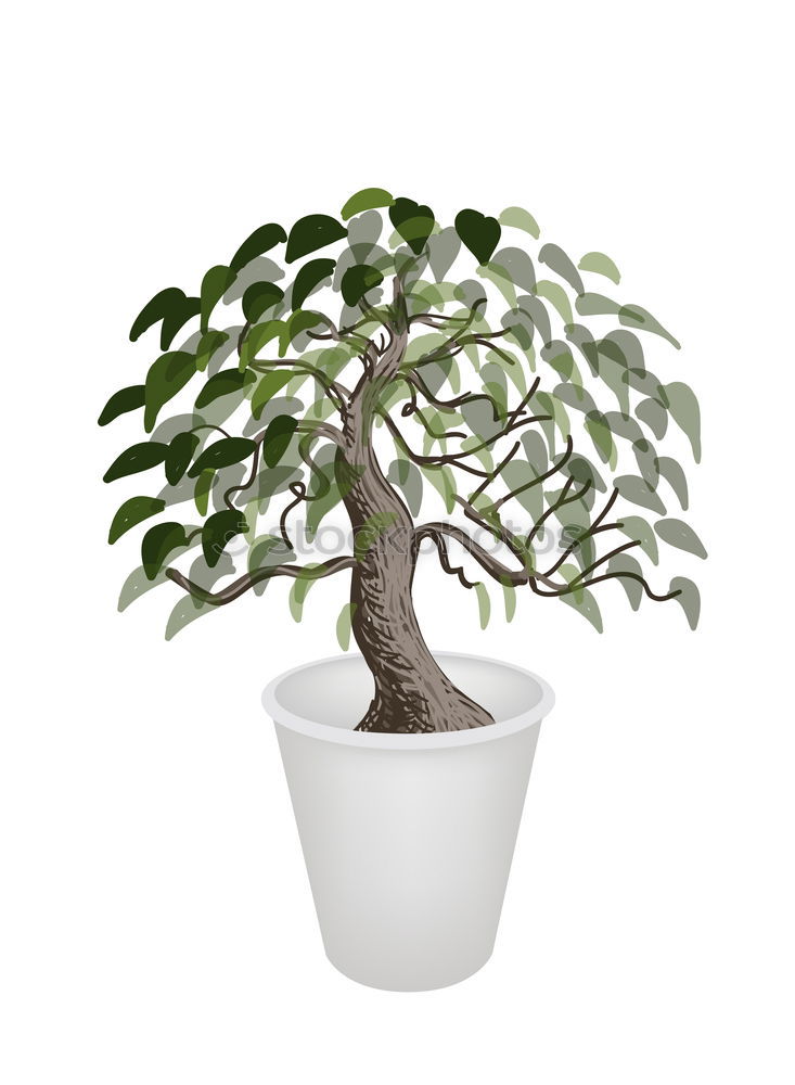 Similar – Image, Stock Photo Ficus Ginseng Bonsai