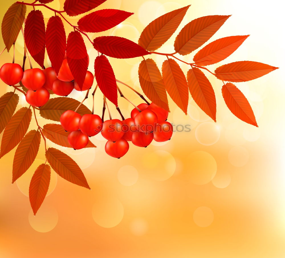 Similar – Image, Stock Photo Currants in children’s hands