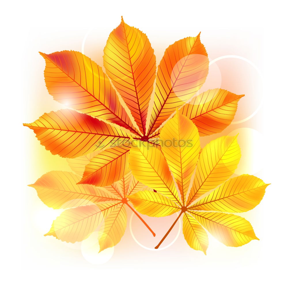 Similar – Image, Stock Photo autumn Nature Autumn