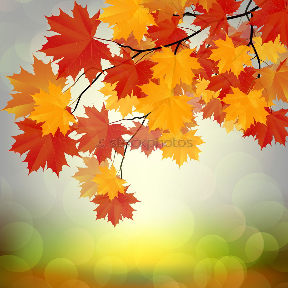 Red maple leaves on a green background