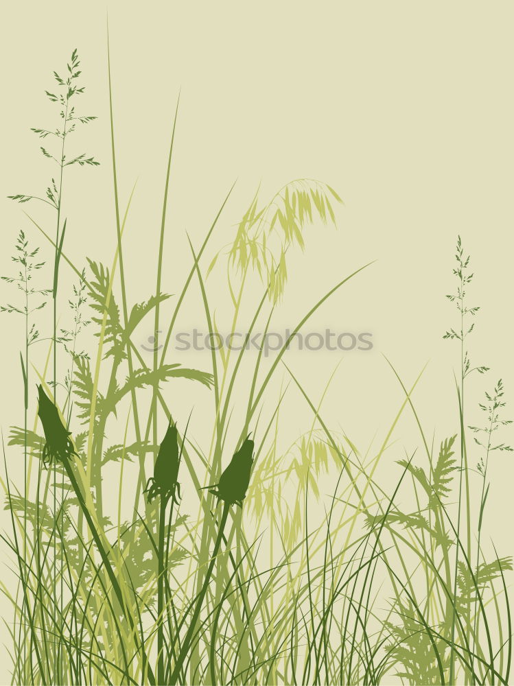 Similar – grass Grass Beach Beige