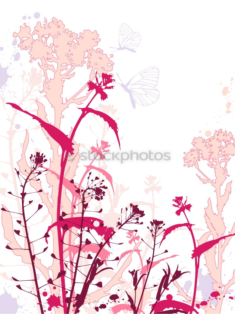 Similar – Lavender bouquet on pink-pink background