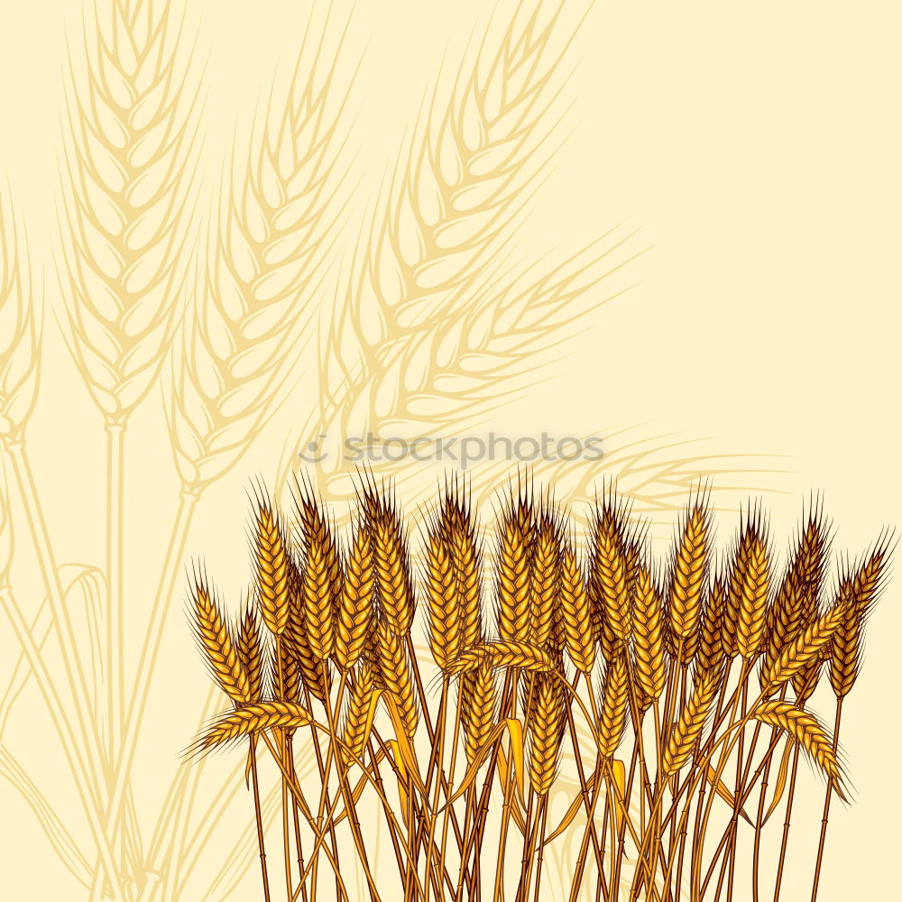 Similar – Ear dance of an ear of barley in corn field