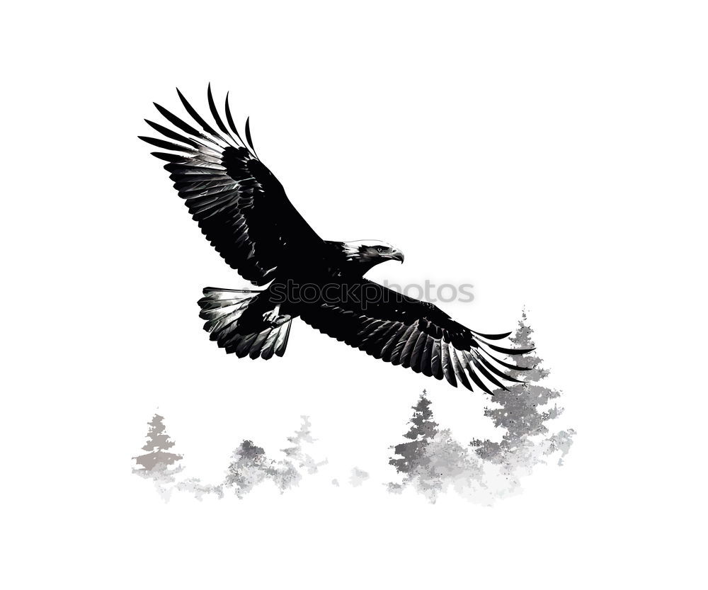 Image, Stock Photo Black bird Crow