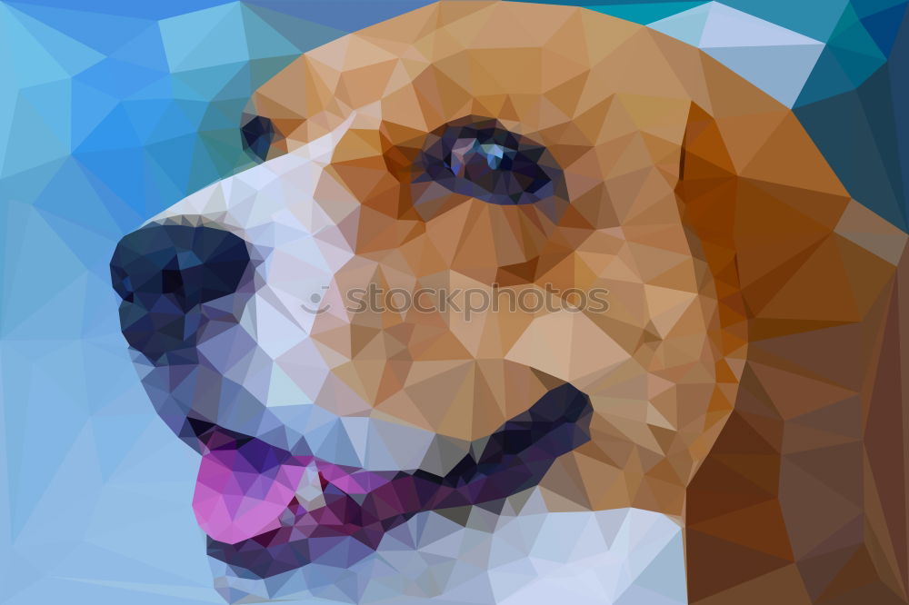 Similar – Image, Stock Photo kimi Pet Dog Animal face