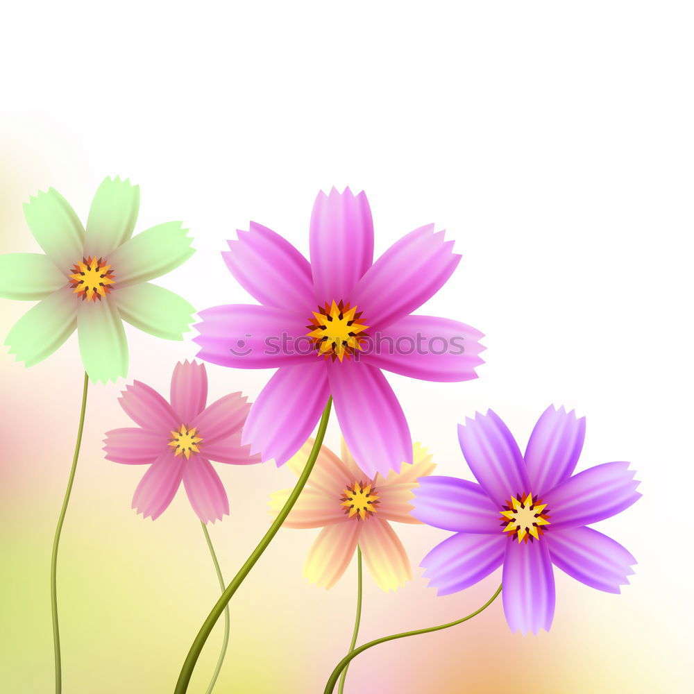 Similar – Image, Stock Photo Three Purple Cosmea flowers against neutral background