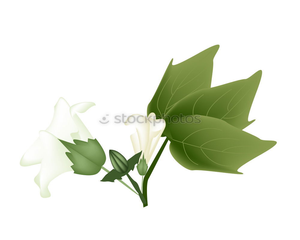 Similar – Image, Stock Photo lily of the valley