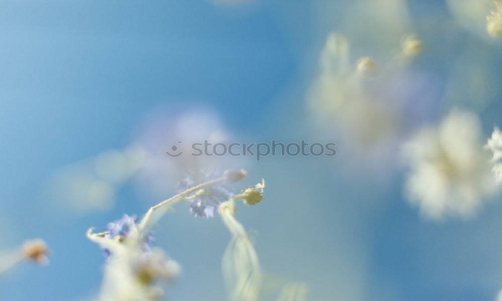 Similar – Image, Stock Photo spring fever Blossom Plant