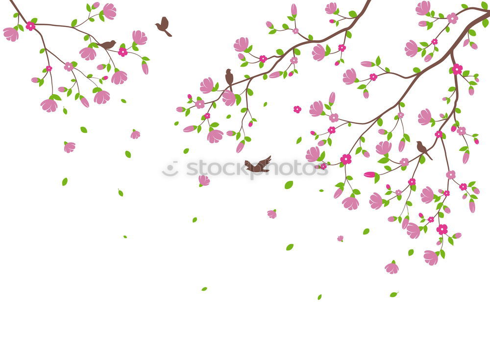 Similar – Image, Stock Photo Flashed cherry blossoms