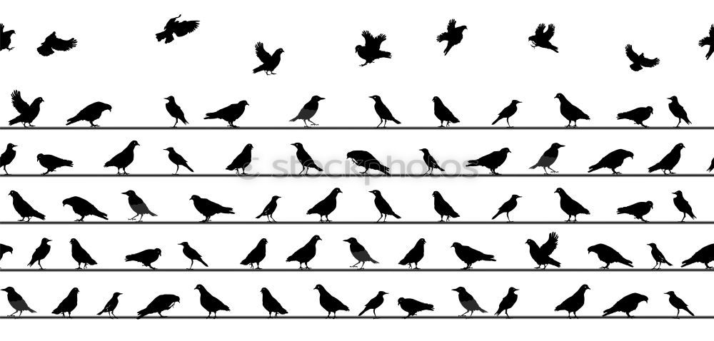 Similar – passer domesticus Sparrow