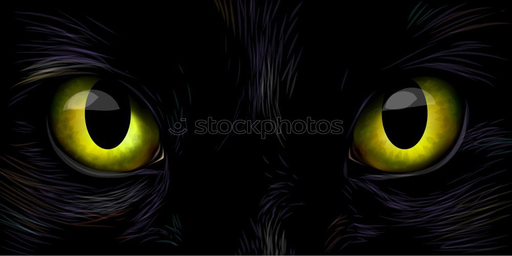 Similar – Foto Bild black cat Katze schwarz