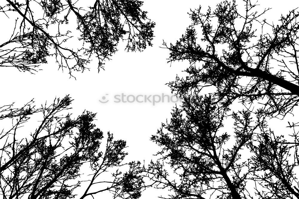 Image, Stock Photo Treetops XIV Autumn Forest