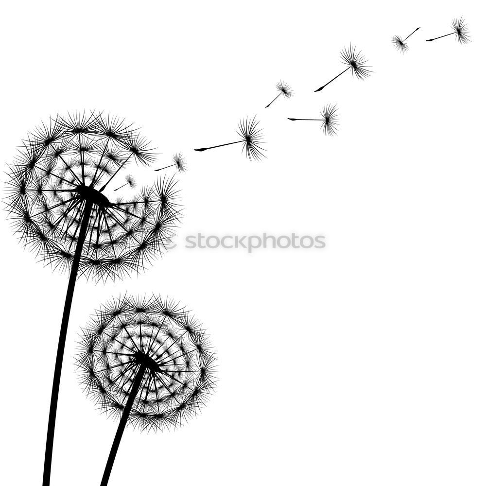 Similar – Pusteblume Blume Löwenzahn