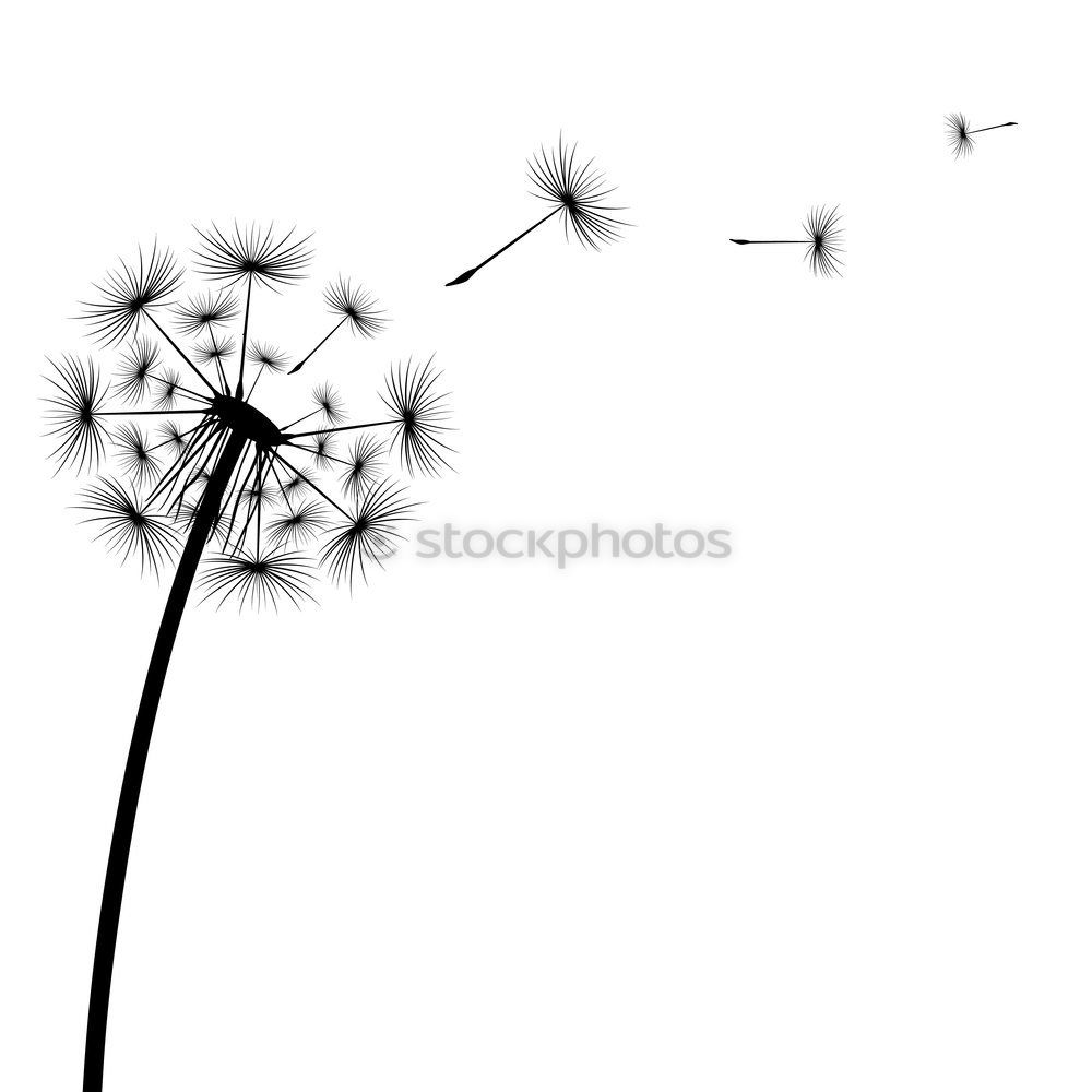 Similar – Image, Stock Photo daisies of the galaxy