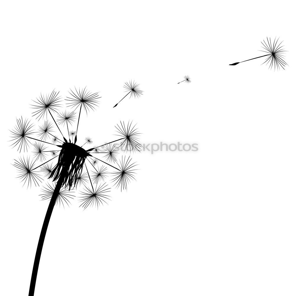 Similar – Image, Stock Photo Pustekuchen (-flower)