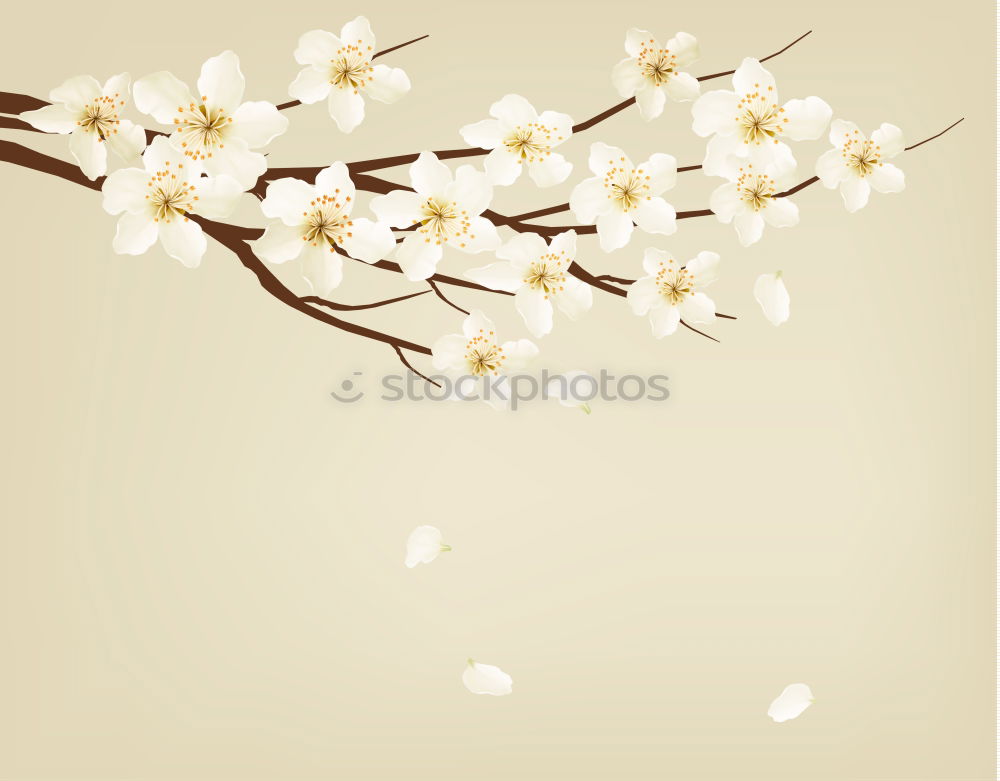 Similar – Image, Stock Photo Flashed cherry blossoms