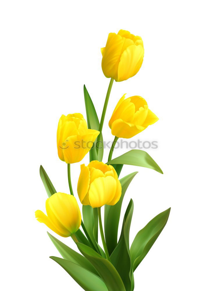 Similar – Foto Bild Tulipa Tulpe Blumenstrauß