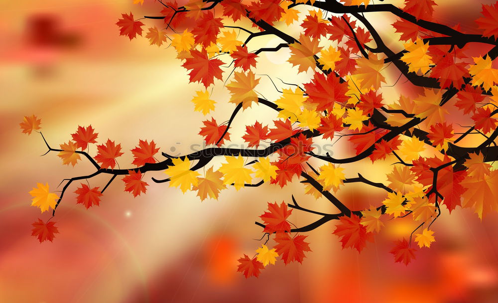 Similar – Image, Stock Photo autumn gold I Nature Plant