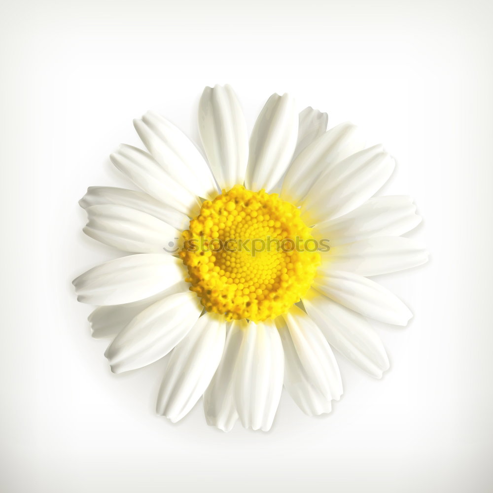 Similar – Image, Stock Photo Cherub; Bellis; Perennis;