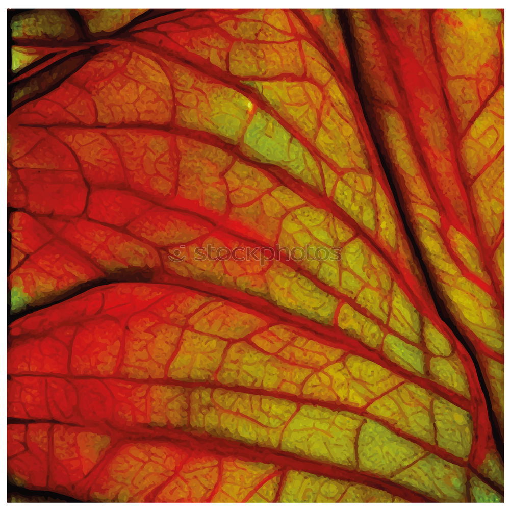 Similar – autumnal Leaf Autumn Red