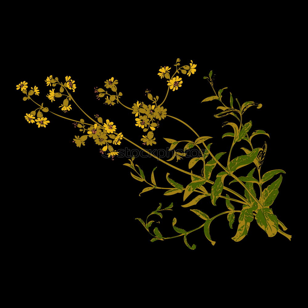 Similar – Image, Stock Photo Anise, Pimpinella, anisum