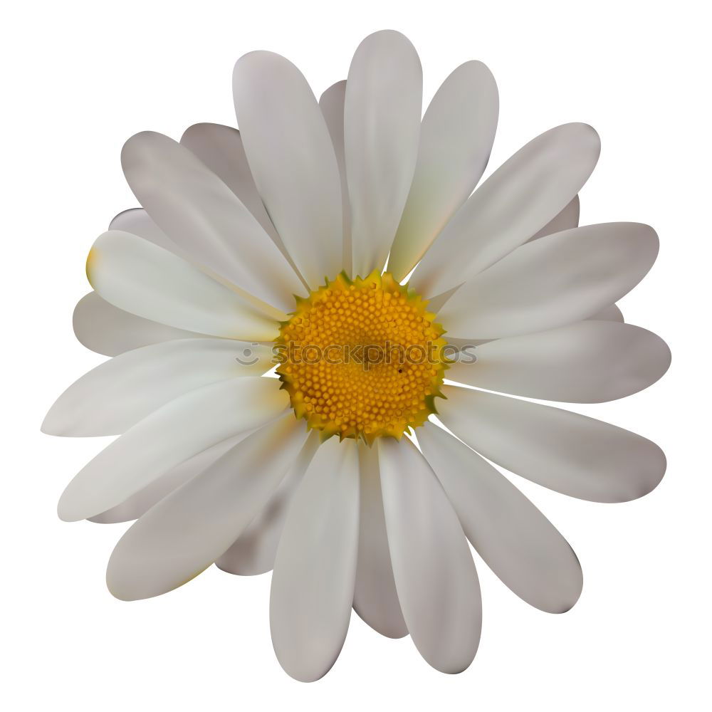 Similar – Blond hair with a daisy