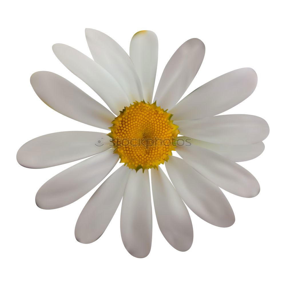 Similar – Blond hair with a daisy