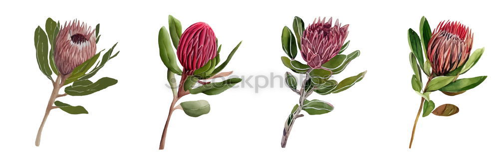 Similar – Foto Bild Drei abgeschnittene Ableger einer Pflanze mit rosa-grün gefärbten Blätter liegen auf dem Brett.